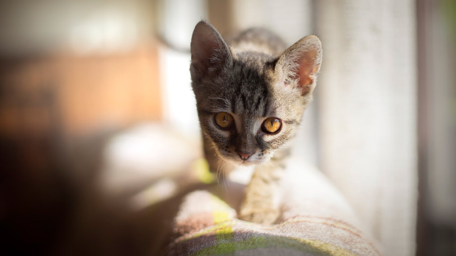 Kaiyun(中国)开云-_观众互动：现场投票、互动视频带来新体验_，观众投票怎么算分