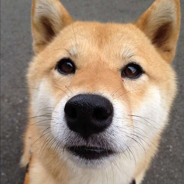 “足球广告赞助合作不断增加,行业繁荣”,足球 广告